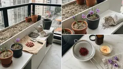 Açafrão verdadeiro em casa: o que faz o Crocus sativus florir no outono e render fios sem perdas