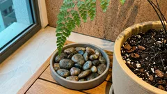 Jardim de inverno na sala: 12 ideias práticas e o que as plantas fazem pela qualidade do ar