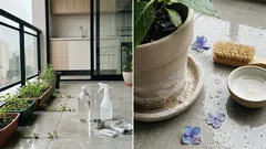 Borrifar vinagre no jardim pode ajudar mais do que você imagina — mas só se acertar a concentração